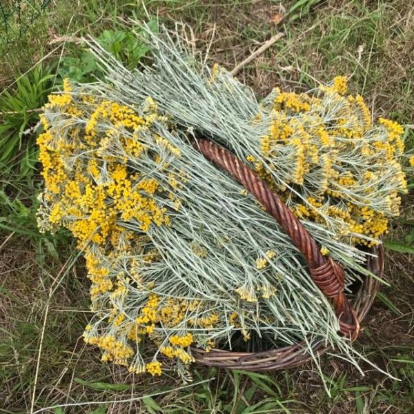 Helichryse italienne Plante fraîche