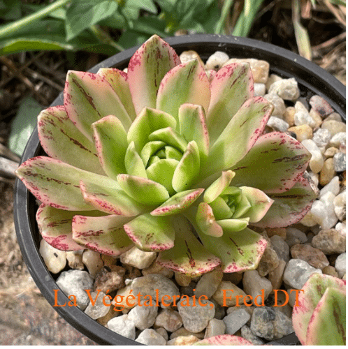 Aeonium Bronze Meda