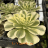 Aeonium Green Medusa