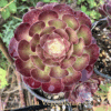 Aeonium Jack Catlin