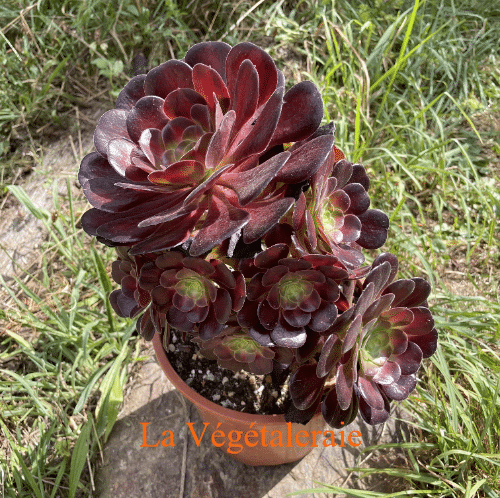 Aeonium Kilimanjaro