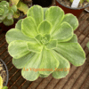 Aeonium Orion