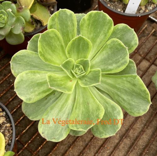 Aeonium Orion