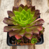 Aeonium Phoenix Flame