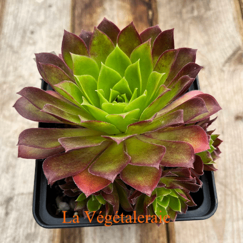 Aeonium Phoenix Flame