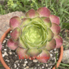 Aeonium Pink Witch Yellow Middle