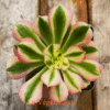 Aeonium Pink Witch