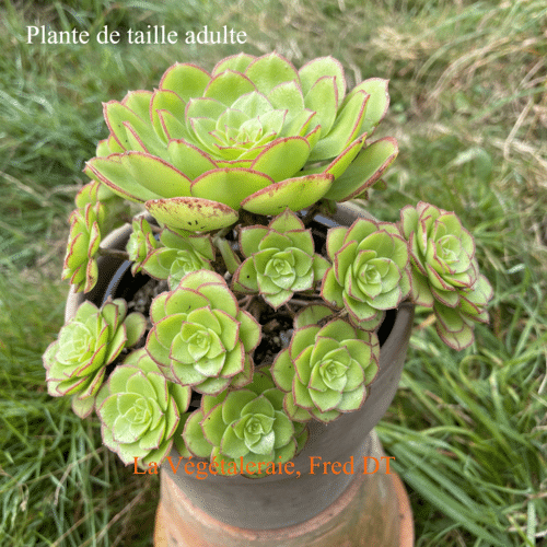 Aeonium Red Edge