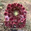 Aeonium Superbang