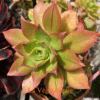 Aeonium leucoblepharum Yemen