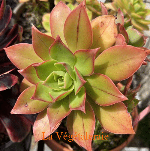 Aeonium leucoblepharum Yemen