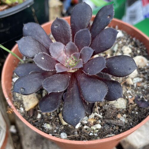 Aeonium Tip Top