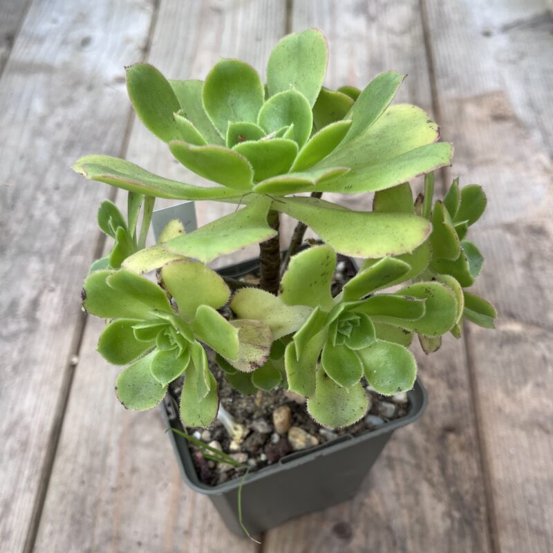 Aeonium santuario