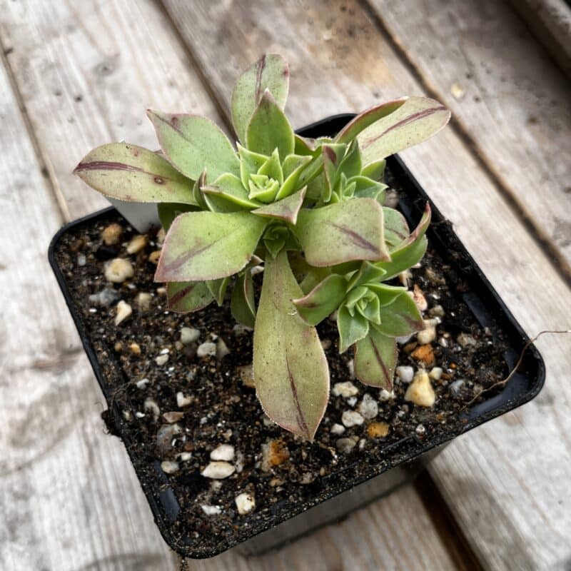 Aeonium leucoblepharum Yemen
