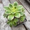Aeonium Dream Color