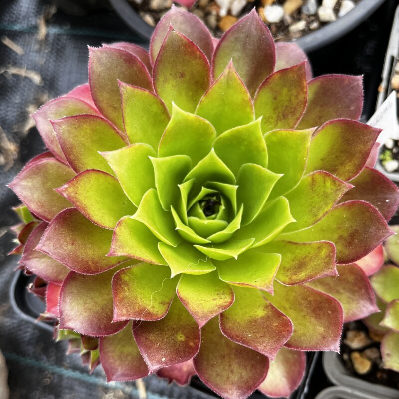 Aeonium Phoenix Flame