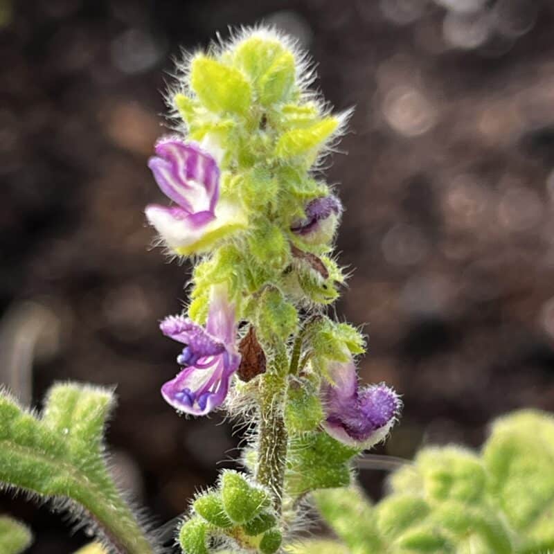 Plectranthus venteri