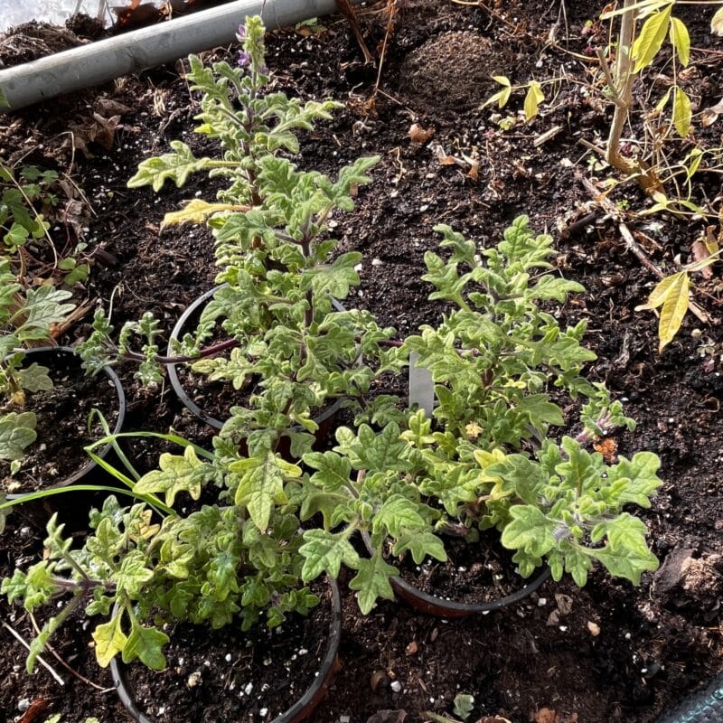 Plectranthus venteri