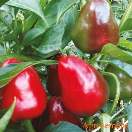 Poivron Caviar Calabrai