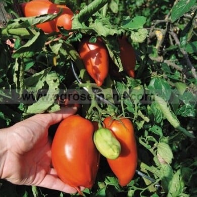 Tomate Cornue des Andes