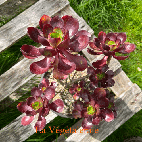 Aeonium Cornish Rose