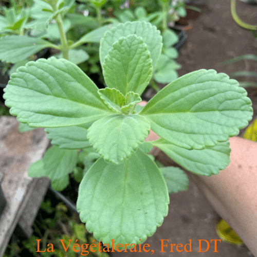 Plectranthus neochilus