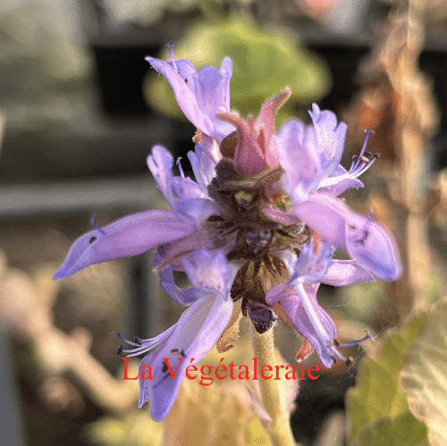 Plectranthus neochilus