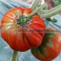 tomate Marmande