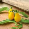 tomate yellow pearshaped